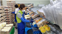 포장 및 상품화